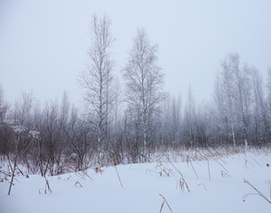 Winter bare trees without leaves under snow