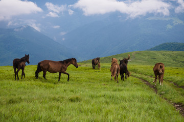 horse grazing in an alpine meadow