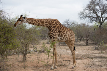 Obraz premium Giraffe