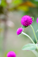 globe amaranth flower or bachelor button flower or Gomphrena globosa flower