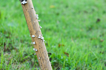 Obraz premium small mushroom on dead bamboo 