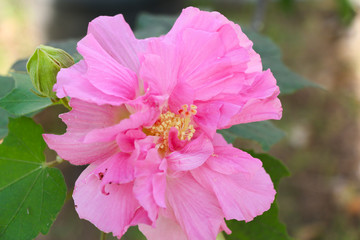 Fototapeta premium Hibiscus mutabilis flower or Confederate rose flower or Dixie rosemallow flower or the cotton rosemallow flower