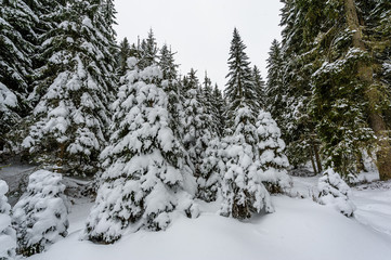 Obraz premium Snow covered spruce forest with light snowfall.