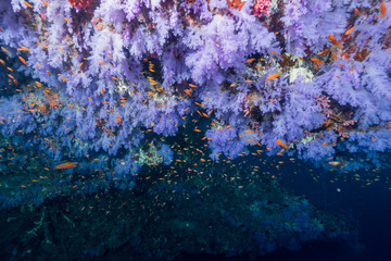 Obraz na płótnie Canvas Colorful Coral