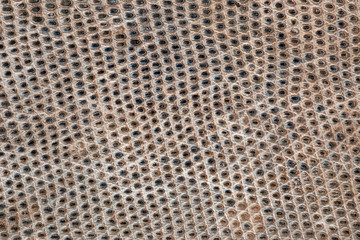 snake skin natural texture..