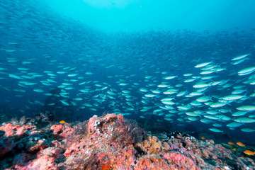 Fototapeta na wymiar Maldivian Sea