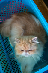 Persian tabby cat