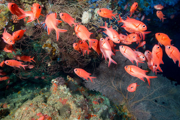 School of Blotcheye soldierfish