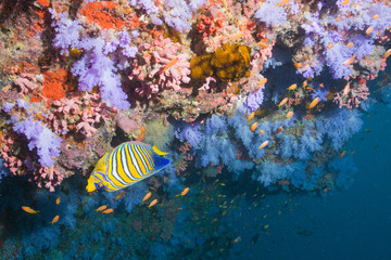 Fototapeta na wymiar Colorful Coral