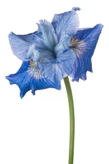 Garden poster Iris iris