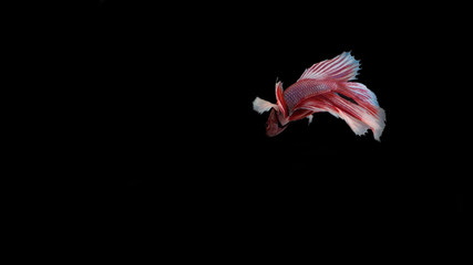 Fighting fish on black background