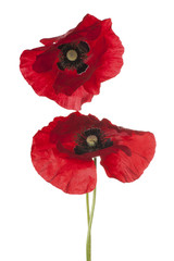Fototapeta premium poppy