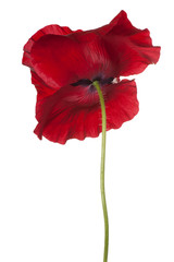 Fototapeta premium poppy