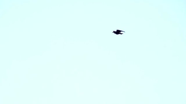 One bird flying alone in the sky. Nature background with wildlife in slow motion.