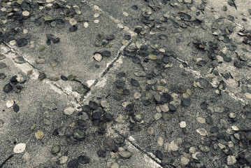 Sidewalk in autumn