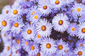 Aster flowers bloom in the garden. Selective focus.