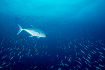 Giant trevally make an attack on Bartail fusilier
