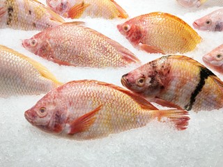 Fishmonger counter with red snapper on ice.