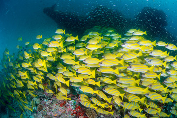 School of Bluelined Snappers