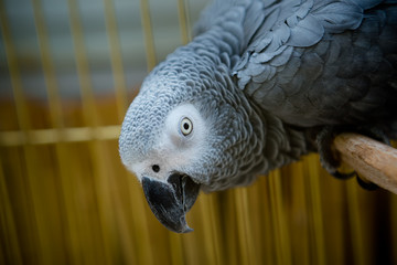 portrait of an African gray parrot Jaco