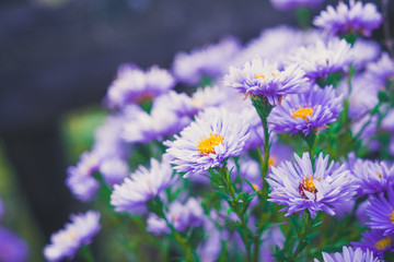 Aster flowers bloom in the garden. Selective focus. Toned image.
