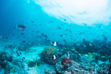 Fototapety na wymiar - Fototapeta24.pl