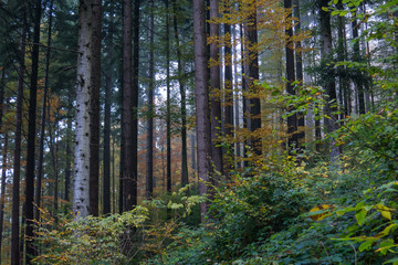 Herbstlicher Wald