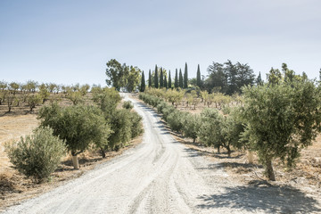 Fototapeta na wymiar Olive trees and dirt road