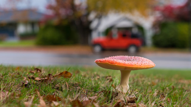 red magic mushrooms with Fall season backgrounds