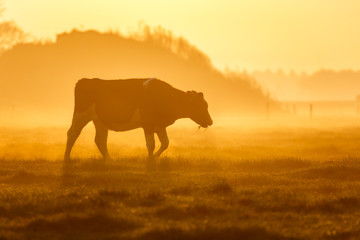 one cow on a foggy field - obrazy, fototapety, plakaty