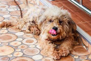 Dirty dog crouching on floor