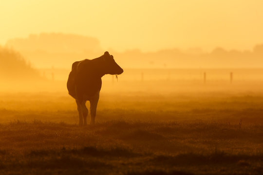 one cow on a foggy field