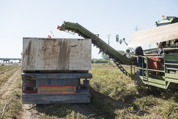 Obraz premium Harvester collects tomatoes