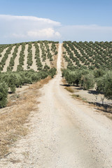 Fototapeta na wymiar Olive trees and dirt road