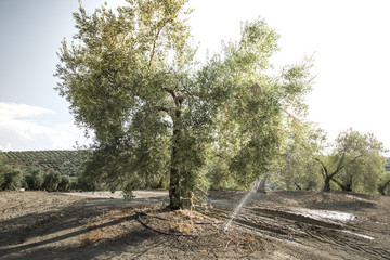 Olive trees and irrigation