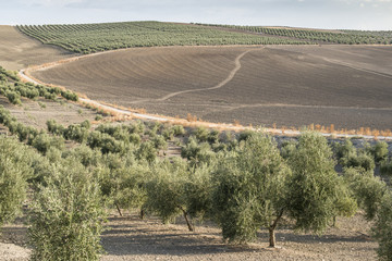 Olive trees and dirt road