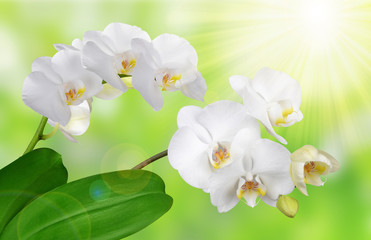White orchid on green natural background