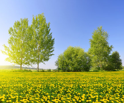 Sunny spring landscape with blooming dandelions in the meadow.