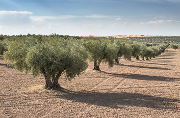 Olive farm