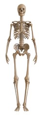 Skeleton front view. Plastic layout of the human skeleton on white background. 3d illustration.