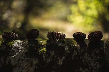 pine cones on stone