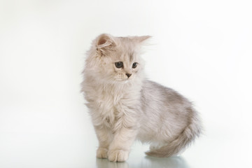 gray lop-eared amusing kitten on a white background.