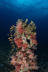Fototapeta na wymiar coral life diving Indonesia Sea Ocean