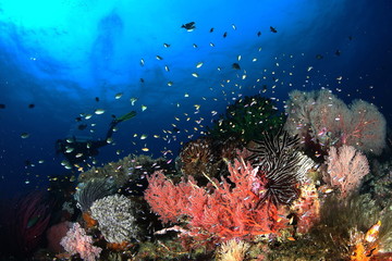 Naklejka na ściany i meble coral life diving Indonesia Sea Ocean