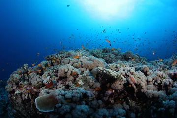 Foto op Aluminium koraal leven duiken Indonesië Zee Oceaan © Valerijs Novickis