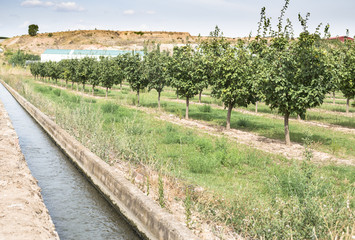Fototapeta premium Irrigation canal and fruit trees