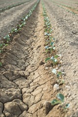 Small planted cabbage