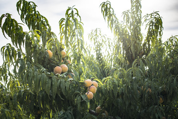 Peach tree