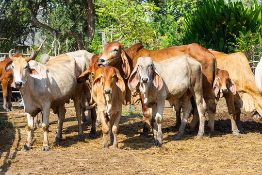 Thai cow in field with fog at local village