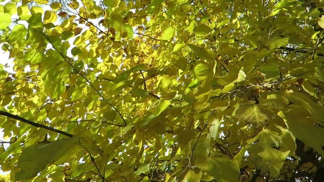 Mapple Tree